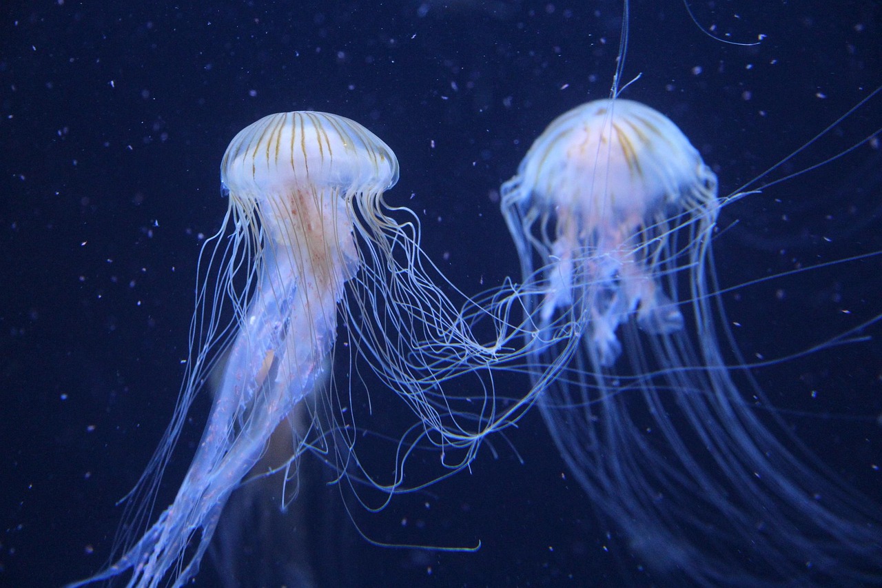 Protect Our Oceans: Our Blue Planet Is Dying